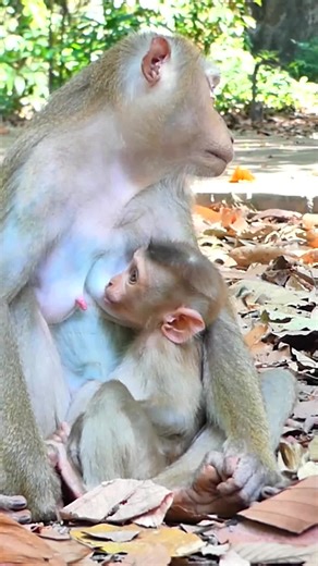 Train Baby of Wild monkey and Reject milk ! Mom Luna #abandoned #Orphaned #monkeydluffy #monkey #wildlife
