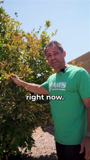 How to Keep Citrus Trees Alive in Extreme Heat 🌡️