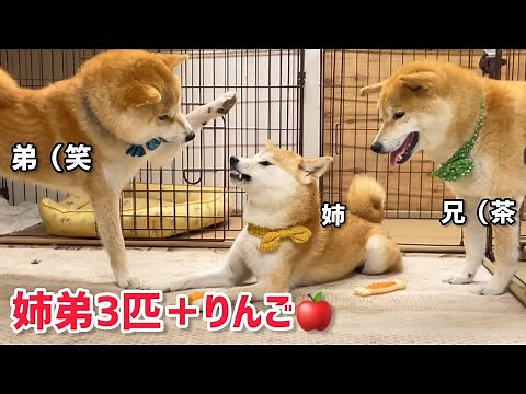 柴犬4匹寄れば漫才かコントかのようにおもしろいw