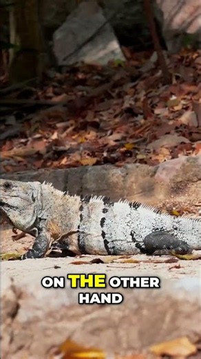 Amphibians vs. Reptiles: Birth and Life Stages Compared #shorts
