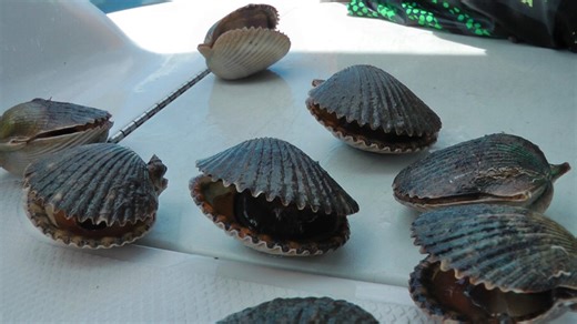 Here's how to harvest scallops during Pasco County's season