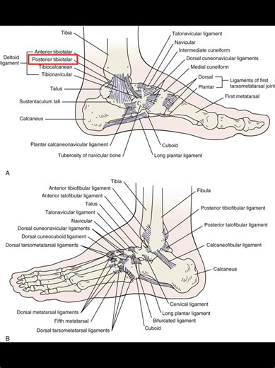 The posterior tibiotalar ligament is a superficial component of the deltoid ligament complex that extends from the medial malleolus of the tibia to the posteromedial aspect of the talus. Its primary function is to provide medial ankle stability, resisting posterior talar translation and excessive external rotation of the ankle. Pathology typically occurs with severe ankle sprains, pronation–external rotation injuries, or chronic medial ankle instability, and may be identified on MRI as fiber dis