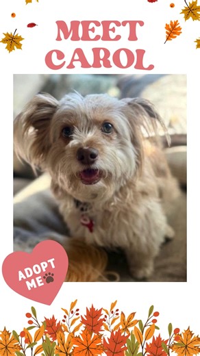 🐾Meet Carol🐾 Rescued on: 10/24/2025 From: @sdhumanesociety , San Diego Humane Society Breed: Havanese / Shih Tzu Mix Gender: Female Date of Birth: 10/23/2023 🐶💙🐶 Visit our website to read more about Carol and apply to adopt. secondchancedogrescue.org ✨️🐕🐾 #dogs #foster #adopt #donate #volunteer #adoptabledogs #adoptable #SecondChanceDogRescueSanDiego #secondchancedogrescue #sandiego | Second Chance Dog Rescue, San Diego, California