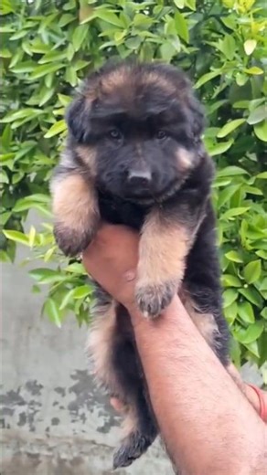 Sabse Cute Long Coat German Shepherd Puppy! 🐶😍 #shorts