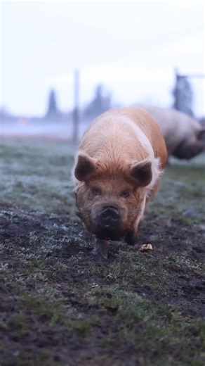 43 reactions | End of a work day at the farm- While the pigs are busy enjoying their feast, we’re busy stocking the shelves! Farm store is open this weekend — come grab something delicious for yourself too ✨ #smallbizsaturday #yellowpointfarms #piglove | Yellow Point Farms | Facebook