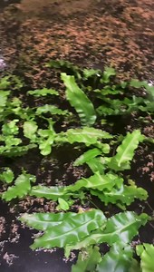 3.1M views · 10K reactions | Not sure how an indoor pool got like this tbh!! 濫 #Thep00lguy #oddlysatisfying #satisfying #transformation #cleanup | Thep00lguy | Facebook