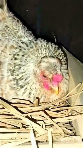 Hen Runs to Sit on Eggs 🥚🐔 | Broody Hen Behavior | Shorts