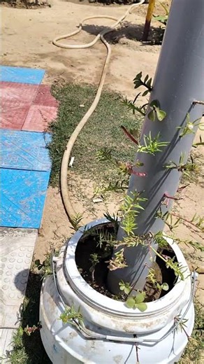 Use of waste pipe and Drum form summer flowering vines 🔆🌼 Happy summer vibes #purslane #vines #bloom