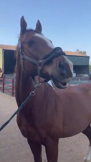 do you think he has hot air balloon autism?