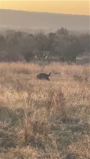 The Moment of Truth | African Plains Game Hunt