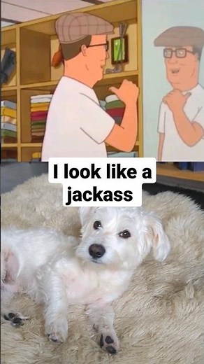 Hank looks like a JACKASS! 🤣🤣🤣 King of the hill! Subscribe! #puppy #dog #tiktok #kingofthehill