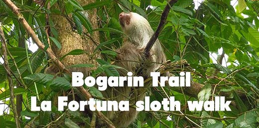 Bogarin Trail: Sloth and Nature Walk