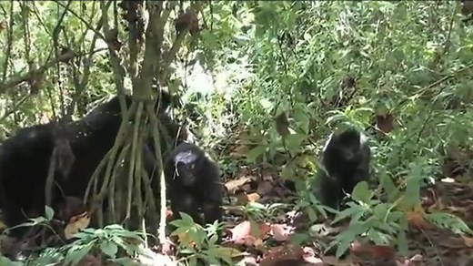 The Thin Green Line Foundation Summary Video | The Thin Green Line Foundation