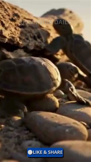 Baby Turtle’s First Journey 🐢 | From Hatching to First Swim 🌊 #Shorts