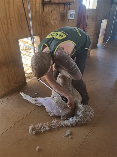 It's been a while since I've felt motivated enough to practice my speed shear pattern. Injuries have made the job I love difficult to enjoy, but here's to a new year and hopefully a better one! #shearing #sheep #speedshear #farming