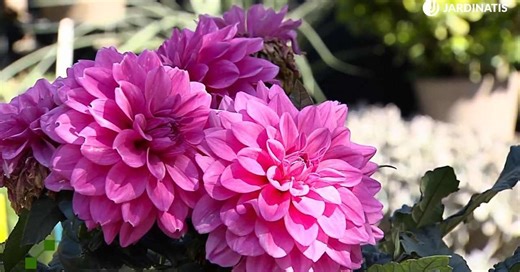 Dalia, cuidados de la planta estrella del verano