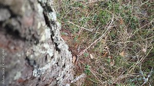 The Pee in the forest. Write in the forest. Redeem the need of the forest.Go to the toilet in the woods. Redeem need. Peeing by the tree.