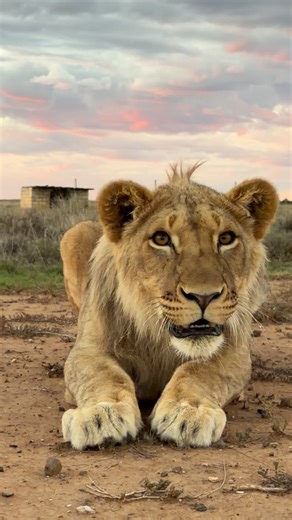 FELIDAE CENTRE on Instagram: "As the sun paints the sky in golden hues, the young son of our lioness Kiara, watches us curiously from the other side of the fence. His cautious gaze is a reminder of how wild animals, even in rescue environments, rely on their instincts to understand the world around them. At Felidae, we respect that natural curiosity while keeping a safe distance, allowing our lions to explore, observe, and learn about their surroundings in their own time. Moments like these high