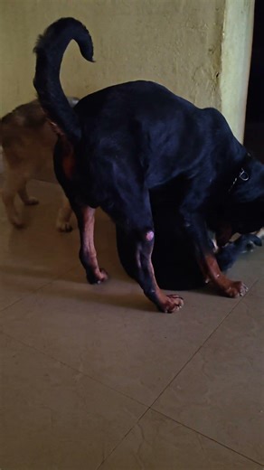 Bella 🔔 & Blue 💙 Playing | #rottweiler #husky