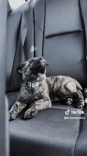 Understanding the Dutch Shepherd: Traits and Training