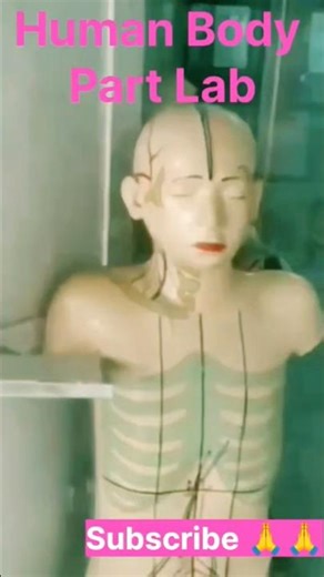 Anatomy Lab: Exploring the Human BodyThe Human Body Dissection Experience 👍@Scienceguruofficia 👍