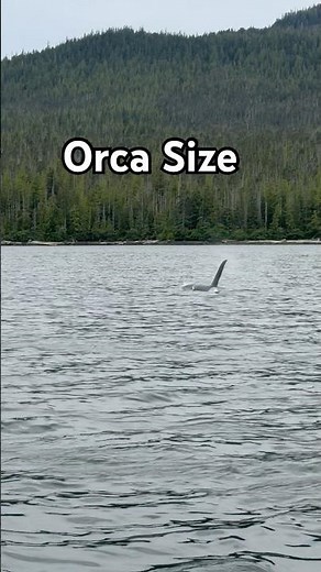 Orca size | How big is a killer whale | Whales & Lunch