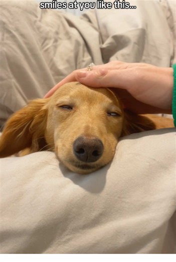 Follow Jax on instagram if you want to see more of this smile!!!✨Link in bio!!! #dachshundsofinstagram #dachshundsunited #minidachshund #longhaireddachshund #dogsmile