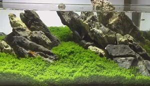 Repost: ADA 60F growing HC w/ AI Prime 🌱 [via bunster73] | AquaIllumination