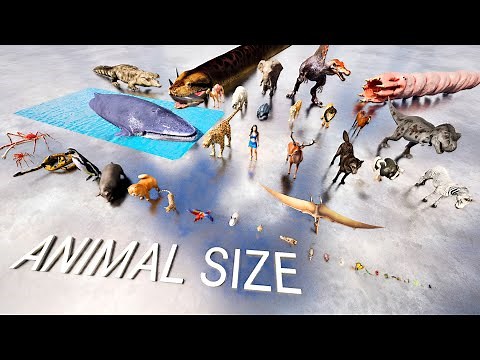 Animals Size Comparison | Real Scale | Smallest to Largest