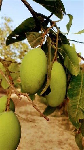 amazing mangoes 🥭 #asianfruit #starfruit #satisfying #mango #fruit #food #farming #fruitsworld