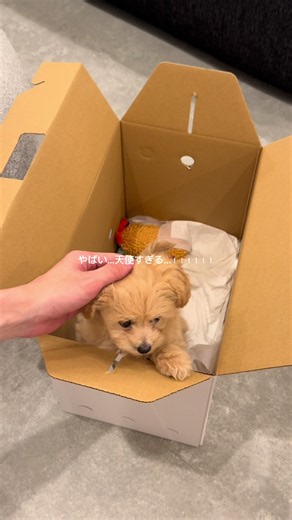 子犬お迎えVlog｜初めてのポメプーと部屋づくり