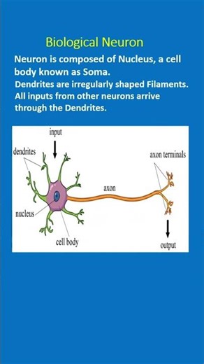 The Blueprint of the Brain: Biological Neurons Explained #neuralnetworks