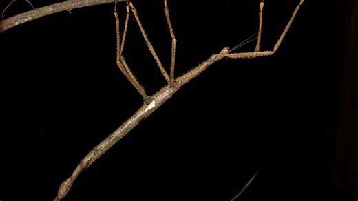 'Heaviest ever insect' measuring 16 INCHES found - you need two hands to hold it