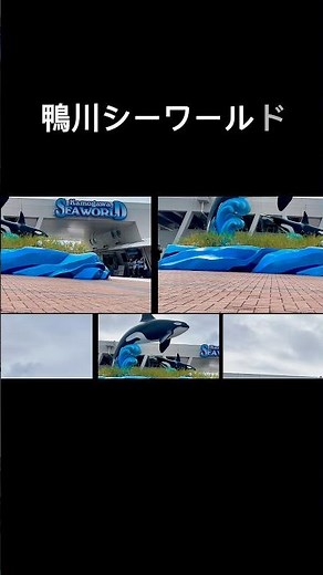シャチに会いたくて 鴨川シーワールド 行ってきた！迫力やばすぎて最高。水しぶきも感動レベル！みんな行った？ #鴨川シーワールド #シャチ #旅行##旅行Vlog#国内旅行#おでかけ#おすすめ
