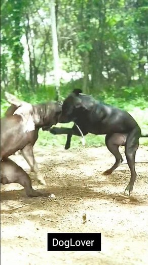 The 3 Most Dangerous Dog Breeds (And Why They're Misunderstood) 💯