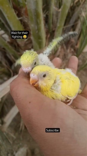 Naughty Baby Parrot Bites His Brother 😅🐦 | Cutest Nest Moment Ever #Shorts