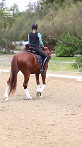 🤔🏇 What makes a good freewalk? Check out this reel for a few quick tips on the freewalk. 👏🏻🎉 The freewalk is an important part of your test in a show, so don’t forget to practice your freewalk at home! 🏆💯 #equestrian #dressagetraining #horsebackriding | Amelia Newcomb Dressage