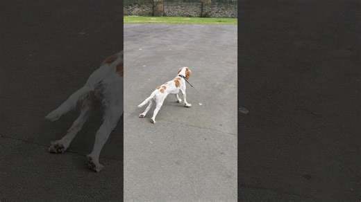 A dog with 'fainting goat syndrome' freezes and falls down when he gets excited, and nobody can figure out why