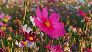 Download Pink flower, purple pink flower for free