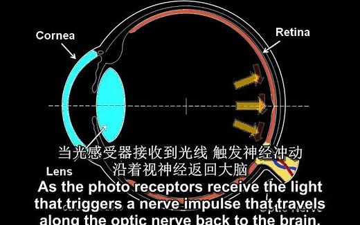 （看见色彩的视锥细胞-色彩视觉4-视网膜视锥细胞、视觉灵敏度、色彩对立机制）Color Vision 4 - Cones to See Color