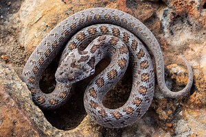 African Egg-Eating Snake (Care Guide) - ReptileHow.com