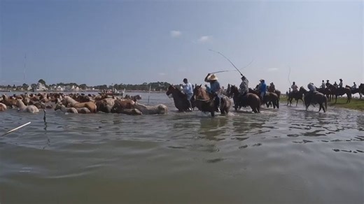 Ponies make a splash at 100th Chincoteague Pony Swim in Virginia
