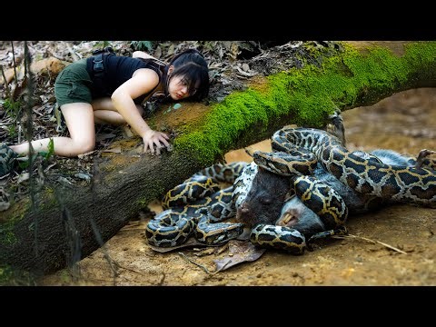It's Strange That The Girl Raises Big Pythons In The Forest By Herself/ How to Survive for Days, P.4