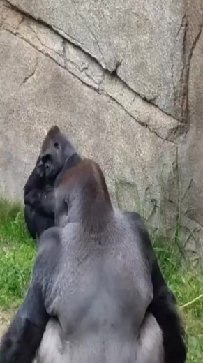 Monkey Throwing Poop on Tourists: Funny Primate Moments