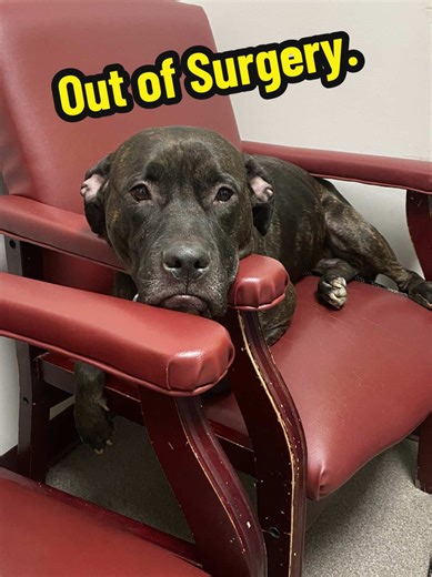 Emergency Surgery Update for Doc the Dog