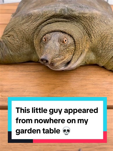 This little guy appeared from nowhere on my garden table 💀 #critter