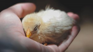 Why Is My Chicken Dying? Everything You Need to Know