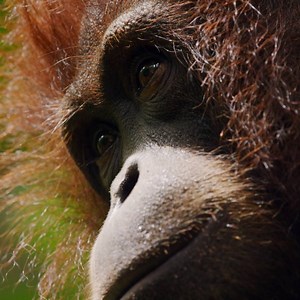 Orangutans are the largest tree-dwelling mammals, spending 90% of their lives in the trees. | National Geographic TV