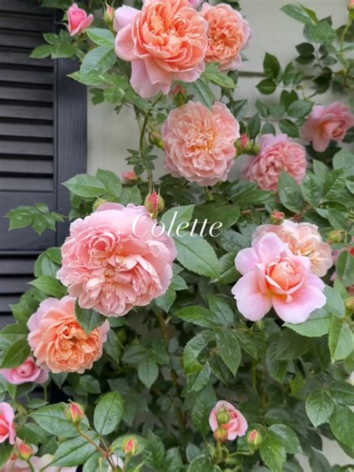 Colette 🩷 A romantic climber with warm shell-pink, fully double cabbage blooms and a rich old-rose fragrance! She repeats flowers beautifully and stays healthy and strong all season! We have her available now bare root. Stock is low, so don’t wait on this beauty!