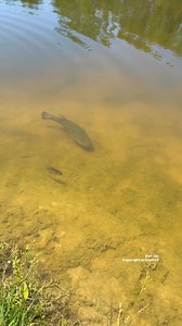 Bass being triggered…hang in there! #fishing #bassfishing #fishing | Dustin Wilks